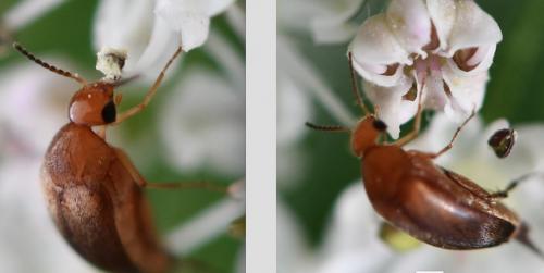 Mordellistena sp.